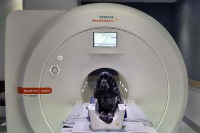 Advanced diagnostic imaging for pets