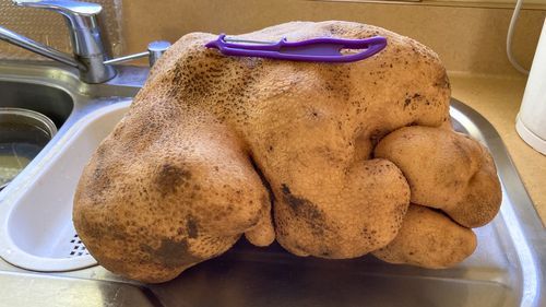 'Doug' the potato sits on kitchen bench at Donna and Colin Craig-Browns home near Hamilton. 