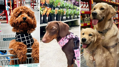 dogs at bunnings