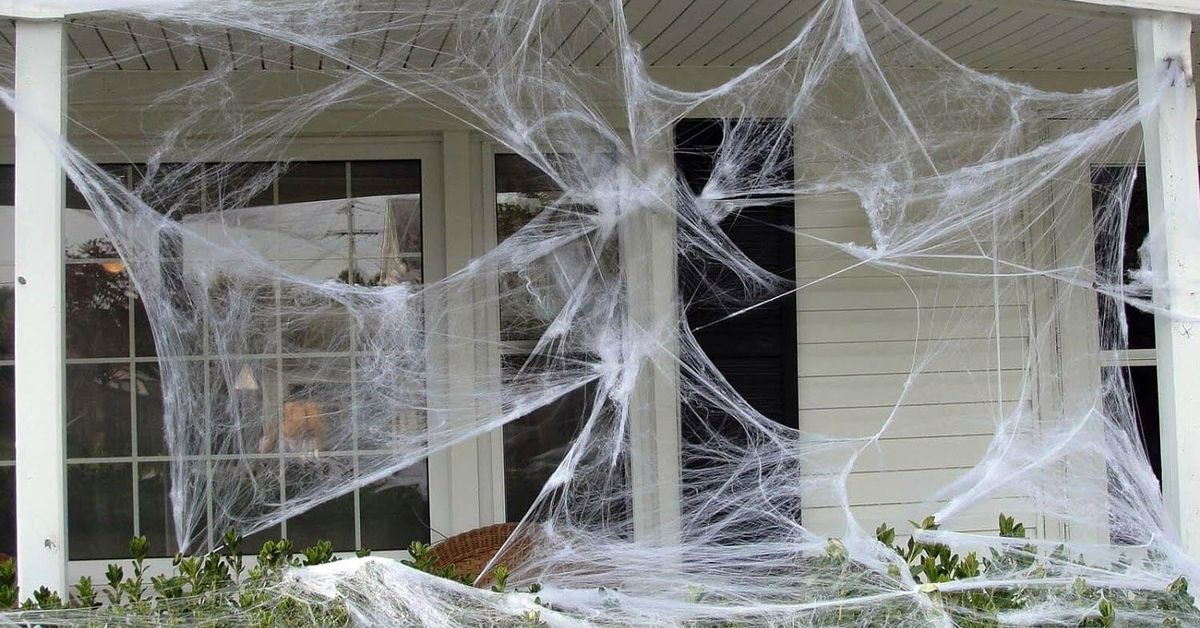 Spiders Building Huge Web on Tree Above Sidewalk, Australia, Araneae,  sidewalk, Meanwhile, #Halloween decorations in #Australia be like  🤣💥🕷, By The Pet Collective
