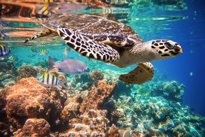 Hawksbill turtle - ﻿Atlantic, Indian, and Pacific Oceans.