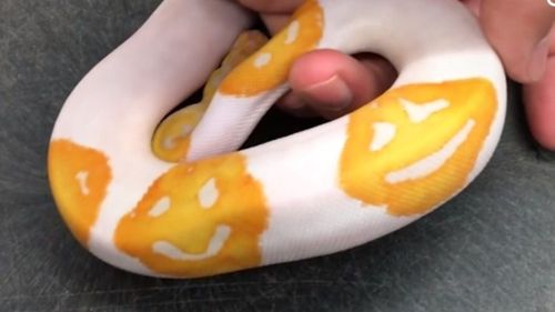 US breeder creates snake with three smiley faces on it