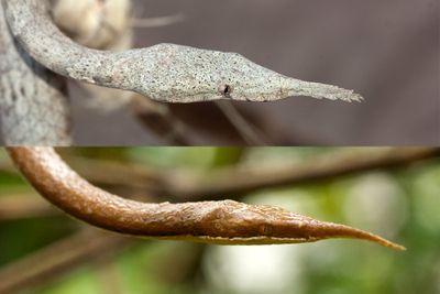 Leaf-nosed snake