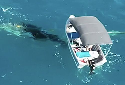 Whale calf in shark net, and fishing boat (supplied)