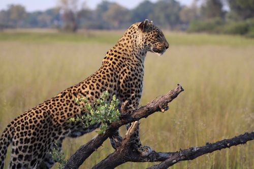 The leopard snatched the toddler and dragged him into bushland. (File image)