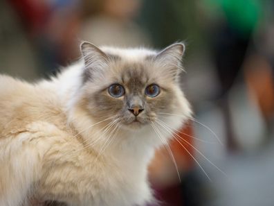 Birman cat