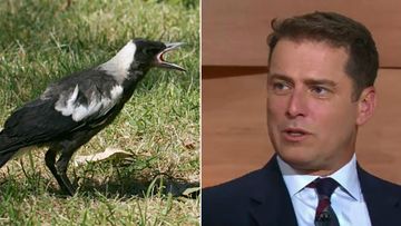 Karl fears magpies after being attacked as a child. (9NEWS, Wikimedia Commons)