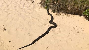 A python is seen here soaking up the sun at Woolgoolga Beach on the NSW Coffs Coast.