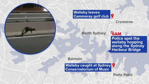 The wallaby's journey kicked off about 5am. (9NEWS)