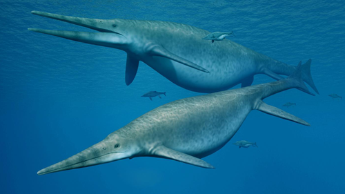 Reconstruction of the Shonisaurus, a giant ichthyosaur.