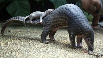 Pangolins are endangered species, but also valuable on the Chinese black market.