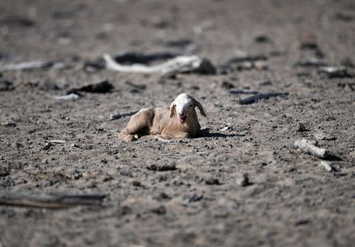 Although communities in drought-stricken NSW are rejoicing due to recent rainfall, the struggle is far from over. 