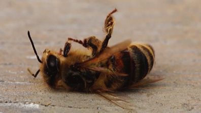 How a deadly bee virus could soon affect your grocery shop 