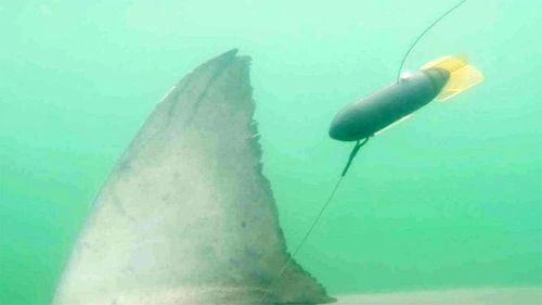 One of shark scientist Dr Riley Elliott's tracking tags on a shark.