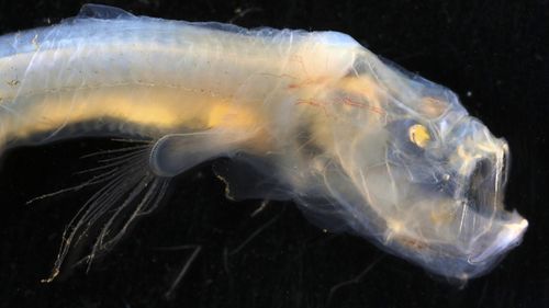 This previously unknown blind eel is called Sciadonus. It was collected from a depth of about 5 km amd is covered in loose, transparent, gelatinous skin.