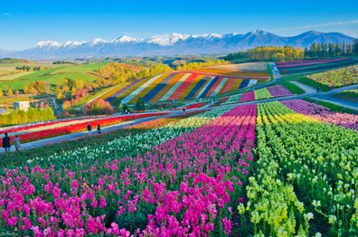 Panoramic Flower Gardens Shikisai hill in Biei, Japan