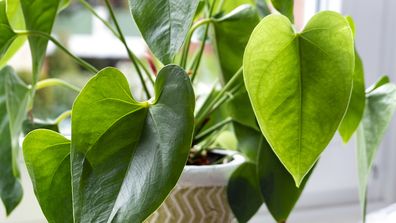 4 ways to revive a nearly dead houseplant