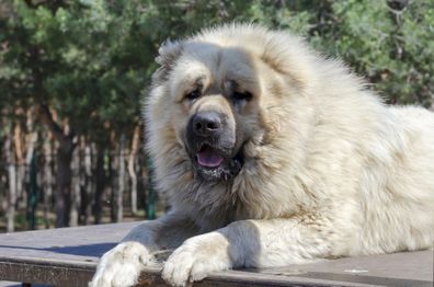 Caucasian Shepherd Dog