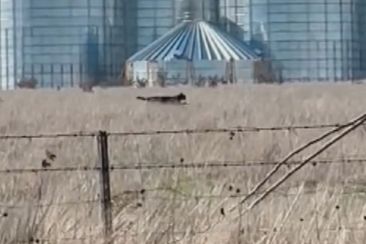 Internet users and locals have been left baffled after a video of a suspiciously large black &#x27;cat&#x27; running near Ballarat went viral online.
