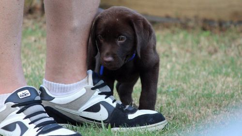 Bailey was one of 17 dogs that died in Australia after eating 'contaminated' dog food.