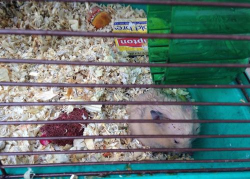 Unfortunately one of the hamsters died in the blaze.No humans were home at the time of the blaze.  (Lacey Fire Department/Twitter)
