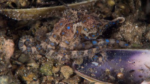 A Southern Blue-ringed Octopus in Gulf St Vincent, South Australia. (Julian Finn, Museums Victoria)