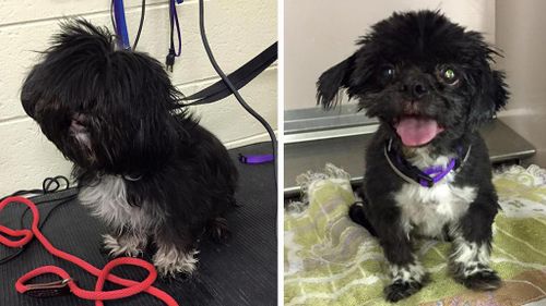 Homeless pups given haircuts to help them find new families