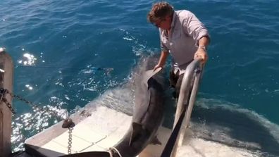 Moment massive tiger shark is caught by scientists