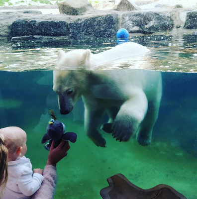 The Polar Bear House: Love at first sight at The Polar Bear House.