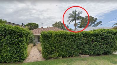 One of the palm trees that sparked a legal dispute between Daddos and his neighbors.