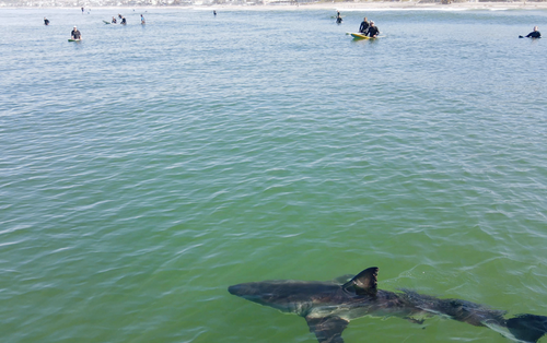 A juvenile great white shark is photographed cruising down a San Diego beach.