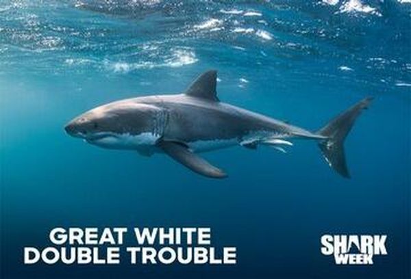 Great White Double Trouble
