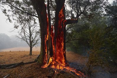 A tree burns from the inside out hours after the fire front had past on January 05, 2020 in Bundanoon, Australia. 