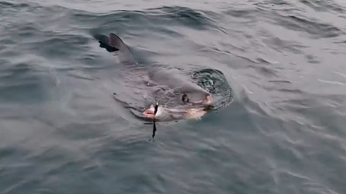 In an incredible moment the porbeagle shark locked eyes with those on the boat, before swallowing their catch.