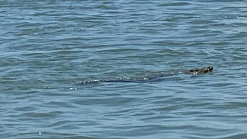 A three-metre saltwater crocodile has made its way into Queensland's Gladstone Harbour after this week's torrential rains. 