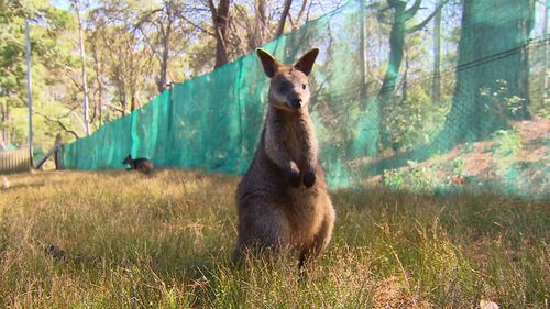 A wallaby near the Wirreanda Valley. (9News)