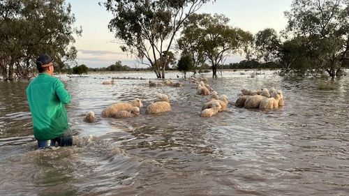 Sheep herded through floodwater in Nyngan, NSW.