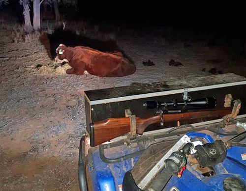 Mr Stevens and his partner stayed with the cow for hours, after which it made some small signs of recovery. (Photo: Aj Stevens) 