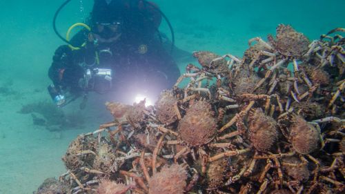 The crabs gather together ahead of their migrations. (Supplied)