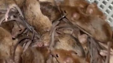 Mouse plague slowed by cold weather