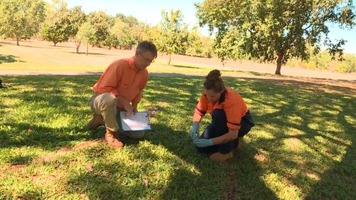 Bird droppings are being examined to find traces of the Asian honey bee. Picture: 9NEWS