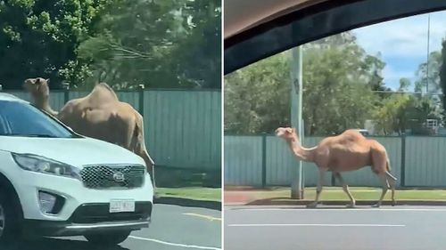 Trois chameaux s'échappent de la crèche de l'église de Brisbane