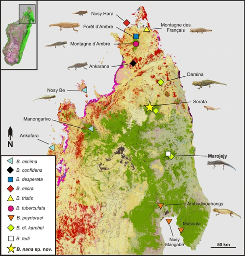 Carte du nord de Madagascar, montrant la répartition de l'espèce.