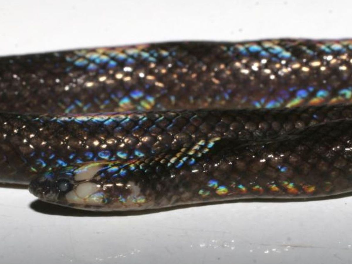 Scientists Discover New Levitonius Mirus Snake Species Already In University Collection