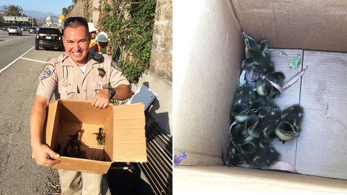 A California Highway Patrol representative with a box of rescued ducklings. (Twitter/@CHPsouthern)