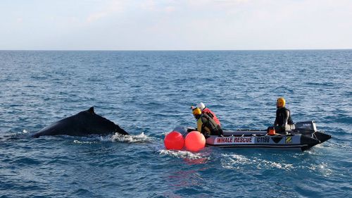 A team from the Department of Parks and Wildlife has successfully disentangled a humpback whale off of Geraldton, Western Australia. (Supplied)