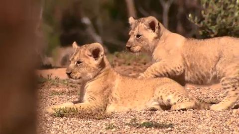 Werribee Zoo is calling for suggestions on names for the three cubs. (9NEWS)