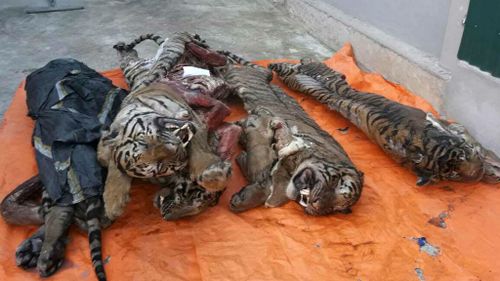 Bodies of five tigers found in freezer of Vietnamese house