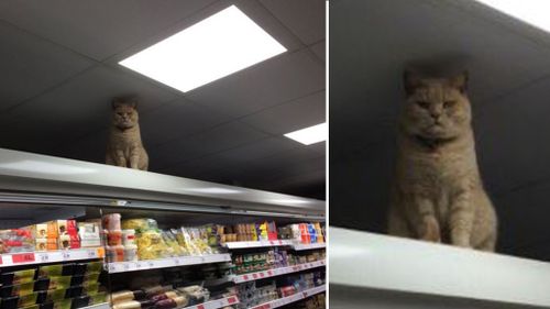 No-nonsense cat returns to supermarket shelf to overlook shoppers  