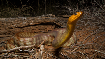 A woma python, seen here in the wild, was one of the species involved in the study.
